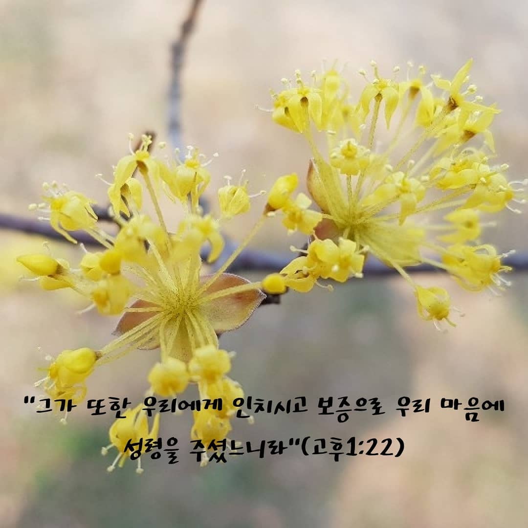 성구이미지